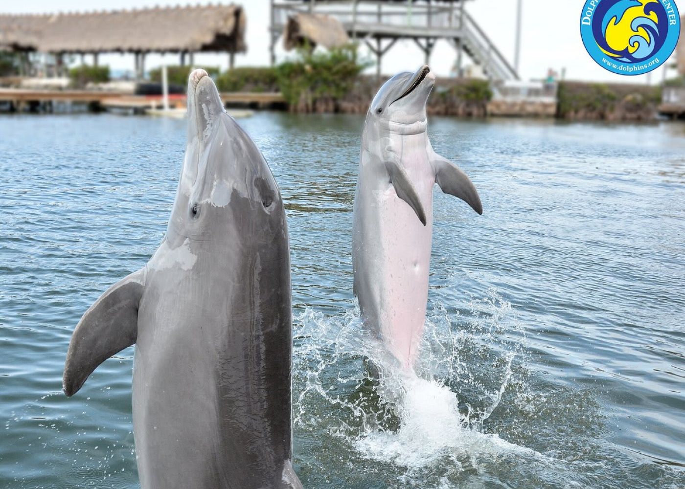 O96bo4uh7r4qvdbajnmh 1 2d03a056