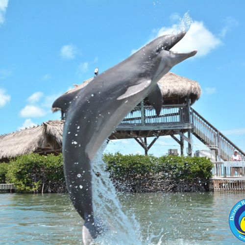 Witness the majestic dolphins jumping out of the water, a breathtaking sight just moments away from our resort.