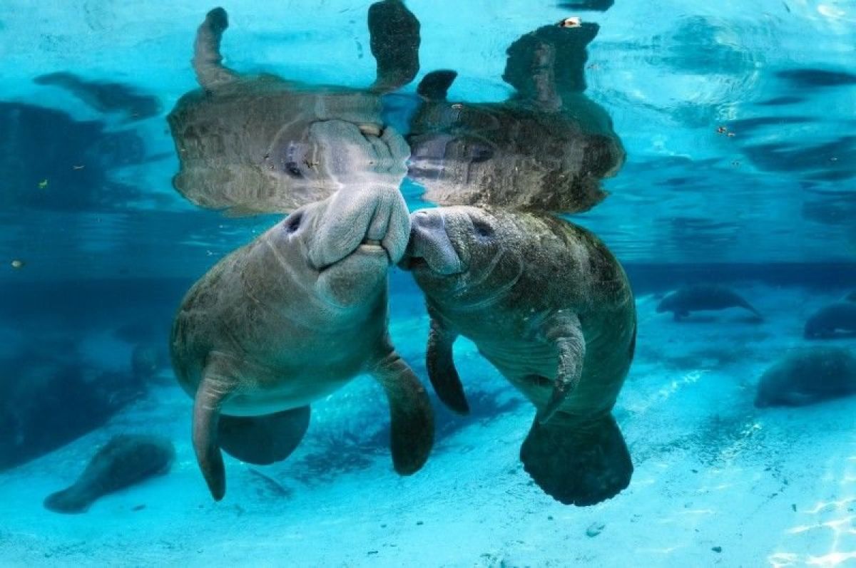 Your ultimate guide to marathon, florida: making the most of weekend activities 1 Grant manatees 800px1 52dfa778