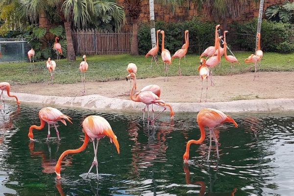 Zoo miami