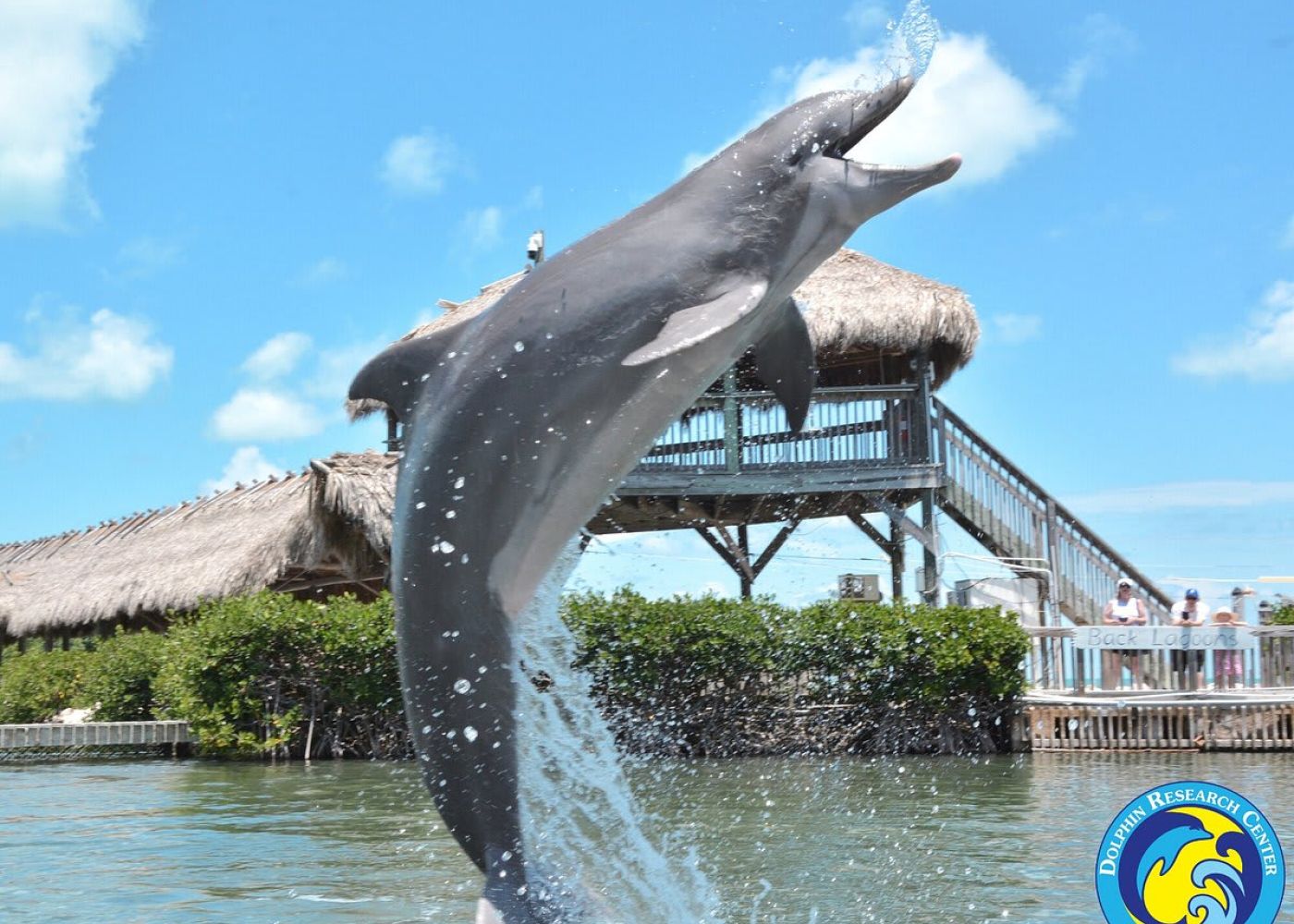 Lsaevcrmkwckxrdvsuri 1 79e0e8c4