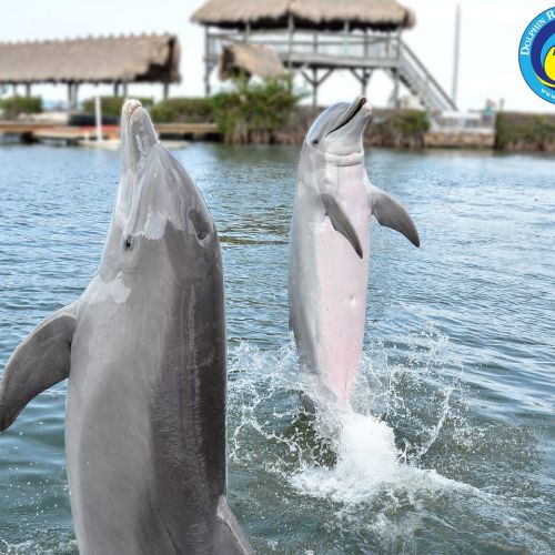 Jqkq8ugp8xeixs1uw0nv 85c3b1d7