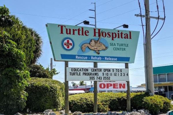 Turtle hospital
