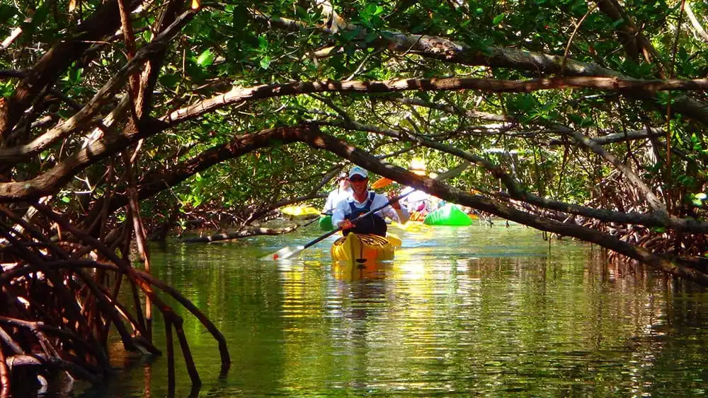 Kayaking through the lush mangrove forests of Marathon, Florida, offering a unique and serene outdoor adventure experience."