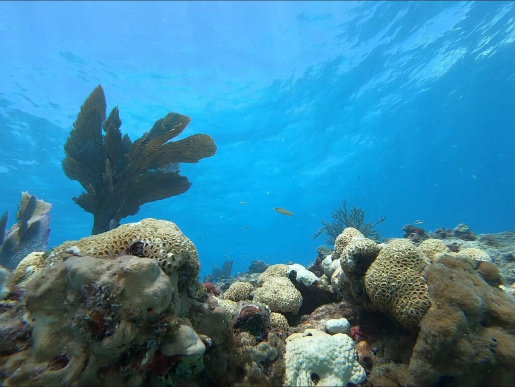 Underwater view of a coral reef with various corals, sea fans, and small fish swimming in clear blue water. Sunlight filters through the surface, illuminating the vibrant marine scene.