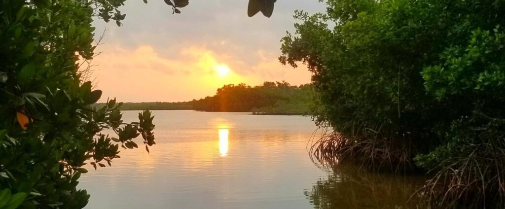 10 nature trails & parks in marathon fl | wild side guide 6 A serene sunset over a calm river, framed by lush green mangrove trees on both sides, with the sun reflecting on the water and clouds scattered in the sky.