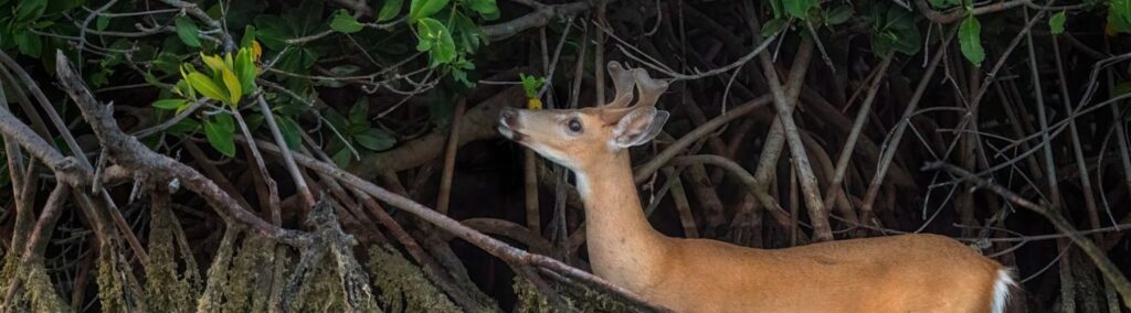 10 nature trails & parks in marathon fl | wild side guide 8 A deer with small antlers stands among thick mangrove roots, stretching its neck to nibble leaves from a low-hanging branch surrounded by dense foliage.