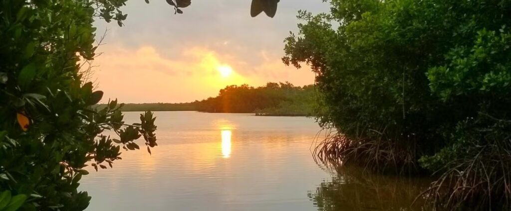 The sun sets over a calm river at one of the tranquil parks in marathon fl, casting a golden reflection on the water, surrounded by lush green trees and mangroves on both sides.