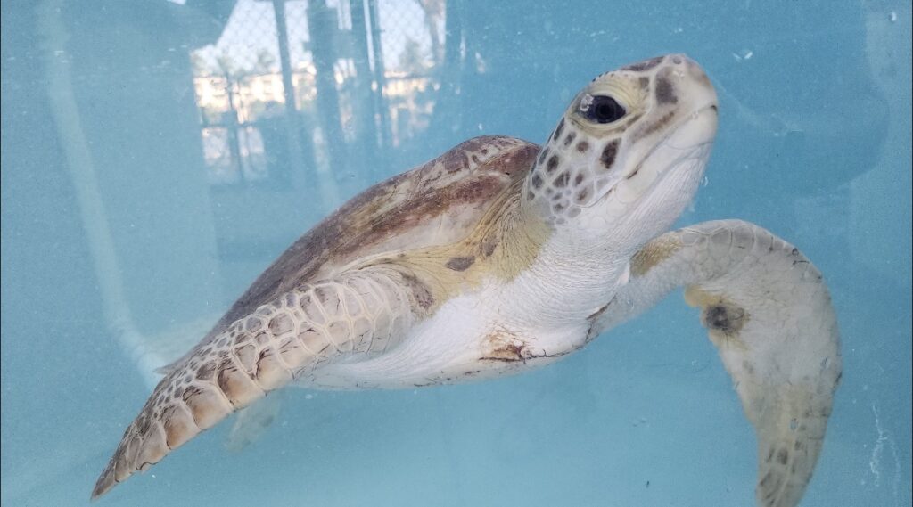 A sea turtle swims in clear blue water, viewed from the side. Its flippers are extended, and its head is raised. A chain-link fence and sunlight are visible in the blurry background outside the tank.