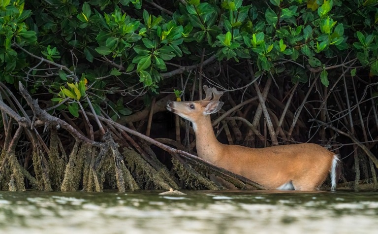 A deer stands partially submerged in water among thick mangrove roots and green foliage at one of the serene parks in marathon fl, reaching up with its head to nibble on leaves.