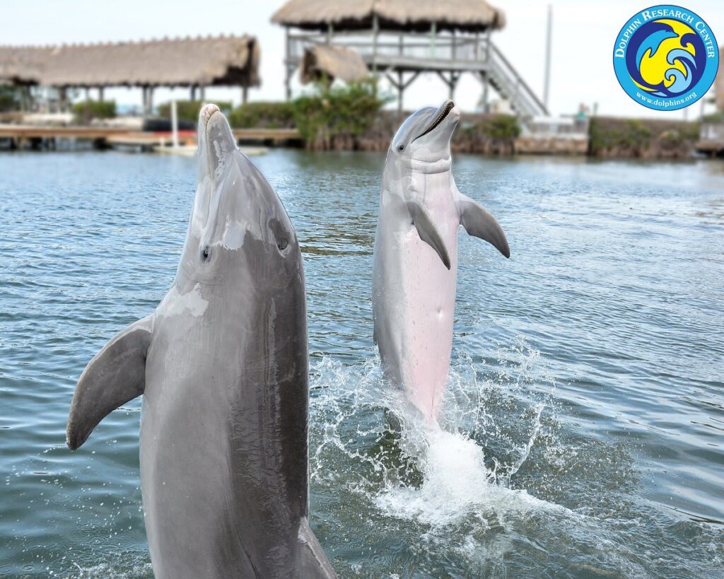 25 best things to do in marathon fl | florida keys guide 2026 4 Rcqfdfh6gs0nt95nvkru 1