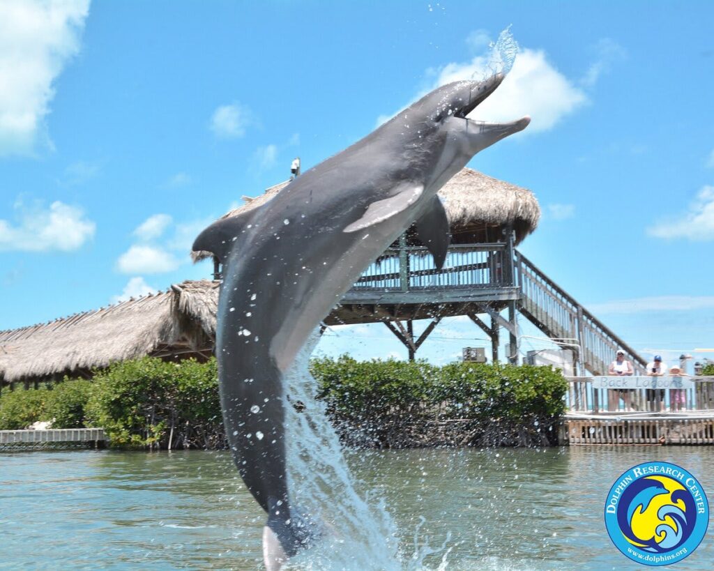 A dolphin leaps out of the water, splashing, with a wooden thatched-roof structure and clear blue sky in the background. Several people watch from a deck. The dolphin research center logo appears in the bottom right corner.