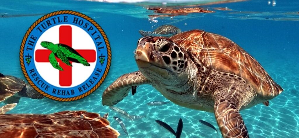 A sea turtle swims underwater in clear blue water next to the turtle hospital logo, celebrating spring break in the florida keys with its green turtle, red cross, and rescue rehab release motto.