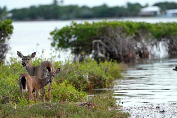 Two key deer stand on grassy ground beside rising floodwater, with green shrubs and trees in the background and blurred houses across the water—a serene glimpse of wildlife during spring break in the florida keys.