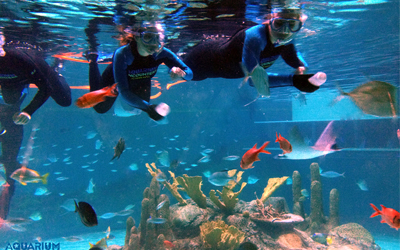 Three snorkelers swim underwater in an aquarium, surrounded by colorful fish and coral, evoking the vibrant aquatic life you’d find during spring break in the florida keys. They wear wetsuits and snorkel masks, floating above rocks and plants.