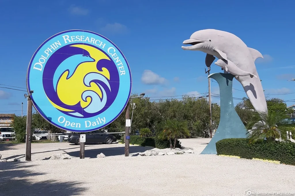 A large sign for the dolphin research center stands next to a tall dolphin statue under a blue sky, welcoming visitors enjoying spring break in the florida keys, with some cars and greenery in the background.