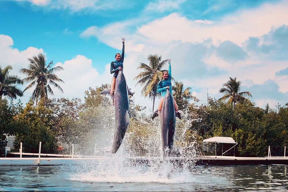 Two women in wetsuits balance on dolphins leaping out of the water, palm trees and a blue sky behind them. Both have one arm raised, capturing the thrill of spring break in the florida keys.