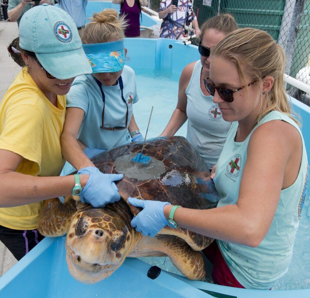 Four women wearing gloves and light blue shirts assist a large sea turtle in a blue tank, possibly for a medical procedure or treatment, with one person inserting a medical instrument into the turtles shell.