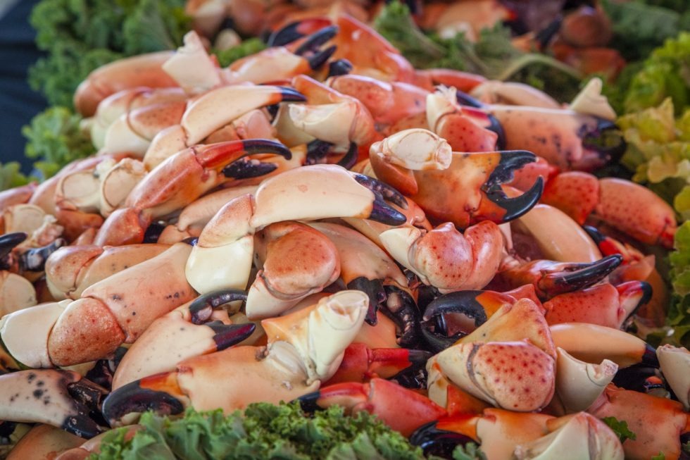 A large pile of cooked stone crab claws is displayed on a bed of fresh green lettuce leaves, showcasing their orange, black, and cream-colored shells.