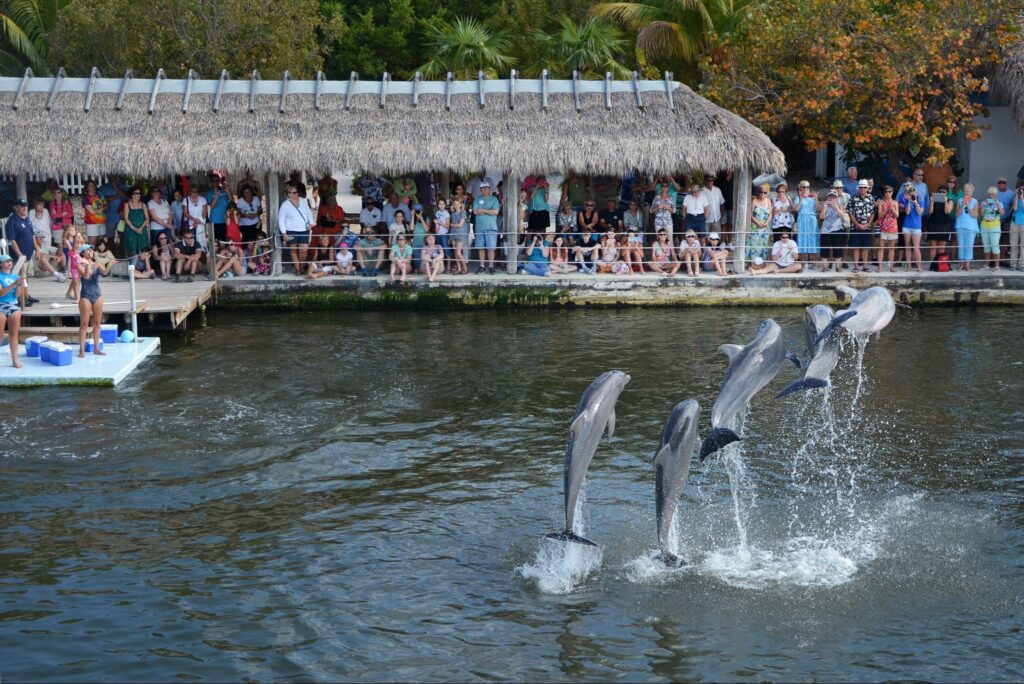 Five dolphins leap out of the water in unison during a show, while a large crowd watches from a dock and a thatched-roof structure in the background.