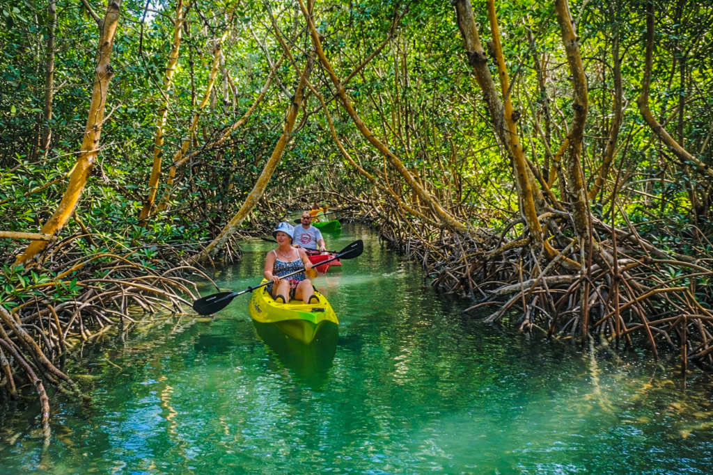 Two people paddle a yellow kayak through clear, shallow water surrounded by dense, green mangrove trees and tangled roots, enjoying a sunny day in nature.