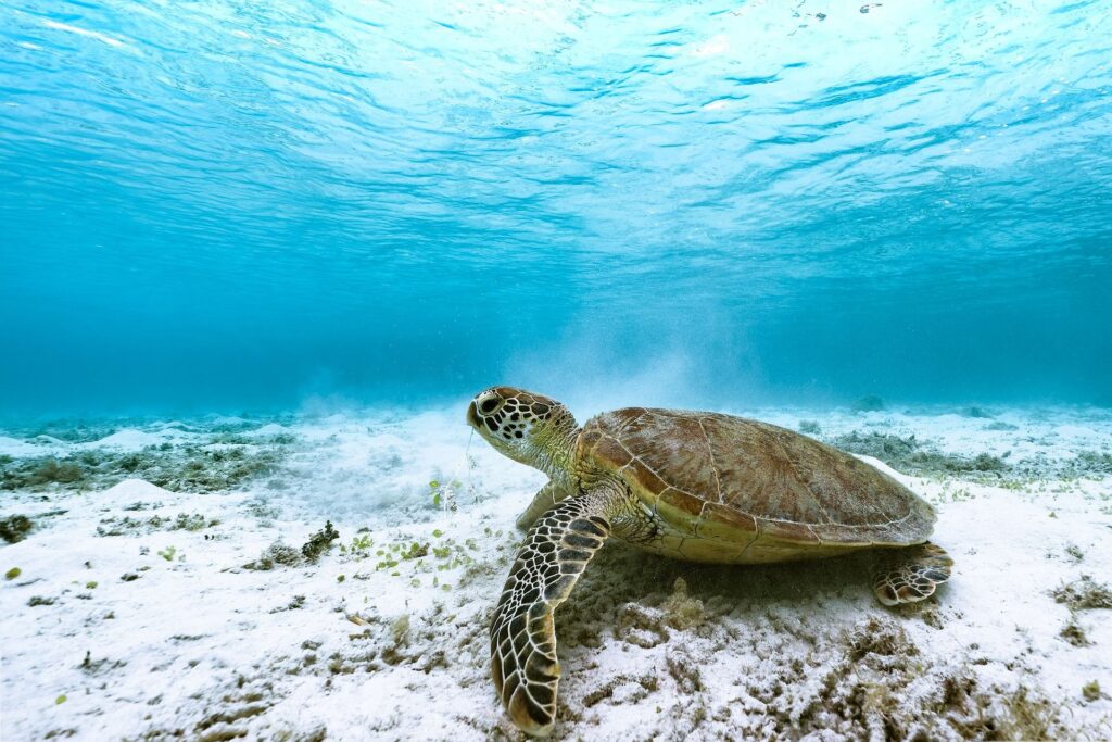 A sea turtle rests on a sandy ocean floor with clear blue water above, surrounded by light patches of seagrass and gentle underwater currents.
