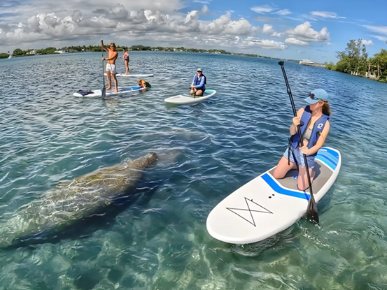 Four people paddleboarding on clear, blue water with a large manatee swimming beneath the surface. The sky is partly cloudy, and there is greenery and houses visible in the background.