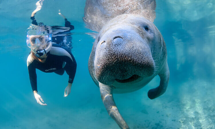 A snorkeler in a wetsuit swims underwater next to a large manatee in clear blue water, with both facing the camera.