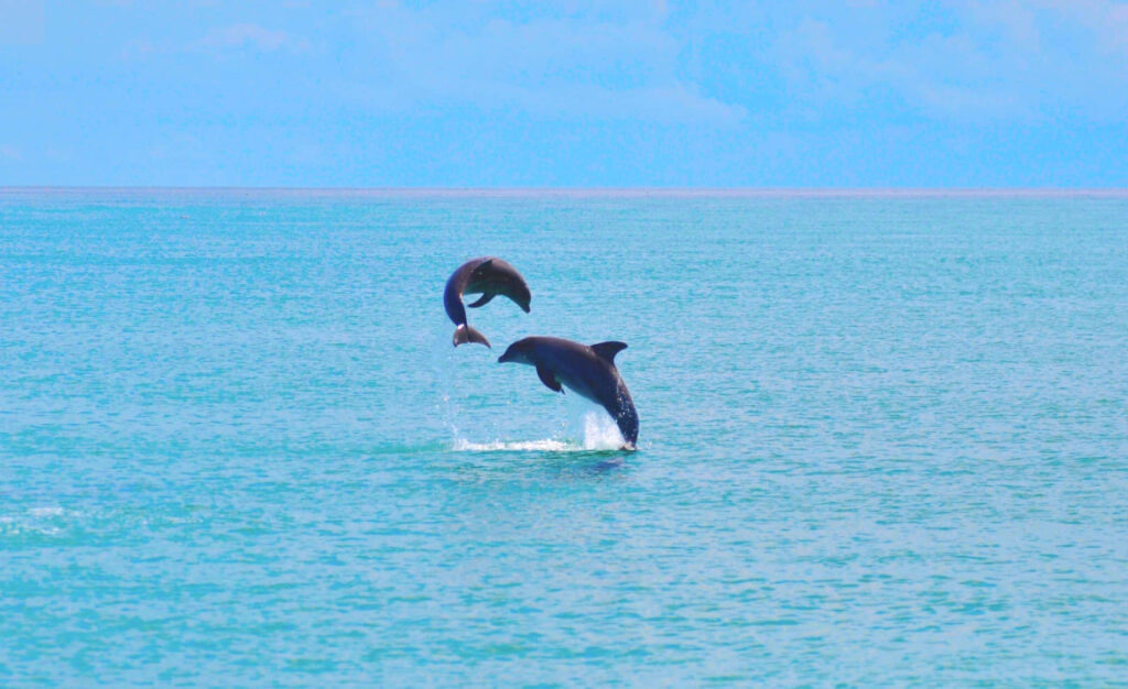 Two dolphins leap out of the turquoise ocean water against a blue sky, creating splashes as they arc gracefully above the seas surface.