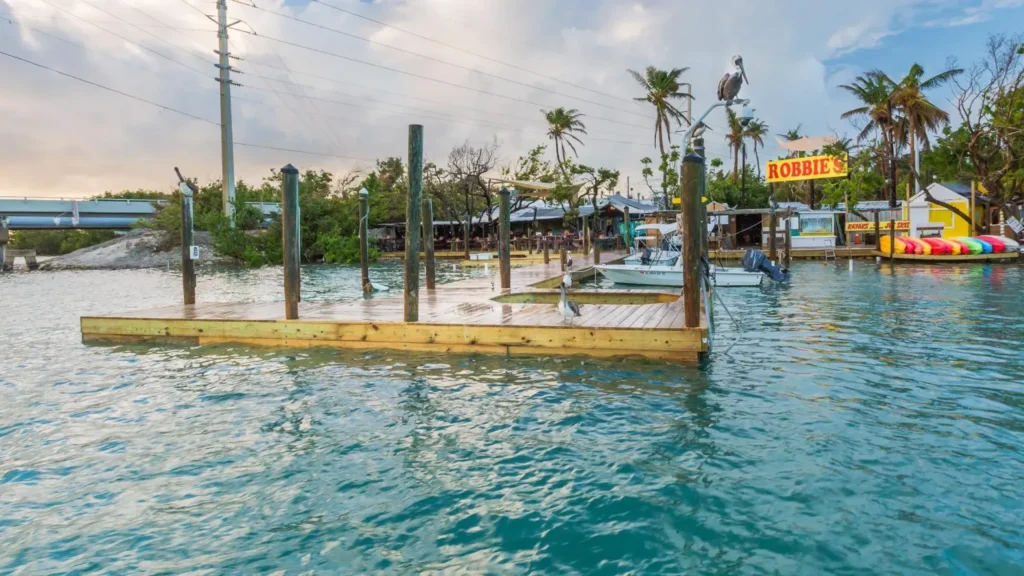 A wooden dock sits over turquoise water near palm trees and a shoreline with buildings. Pelicans rest on the dock, and a yellow robbies sign is visible in the background.