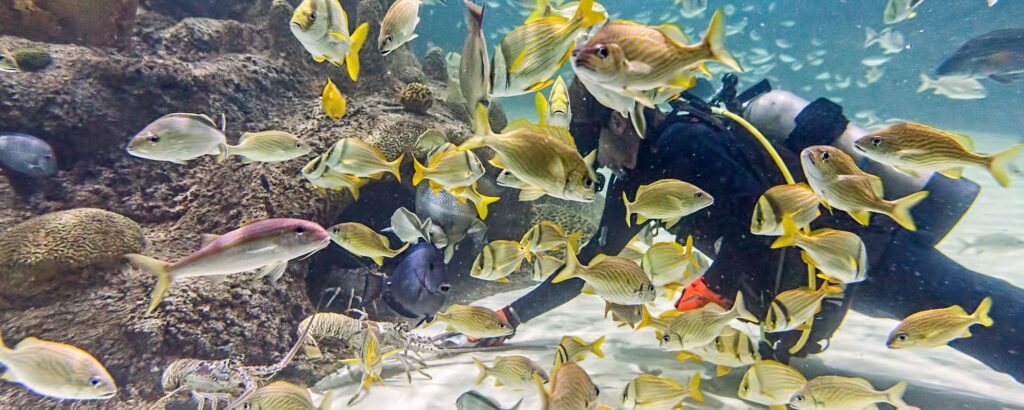 Marathon vs key west: which florida keys destination is right for you? 4 A scuba diver swims underwater near a coral reef, surrounded by a large school of yellow and silver fish. The water is clear, and various marine life is visible in the background.