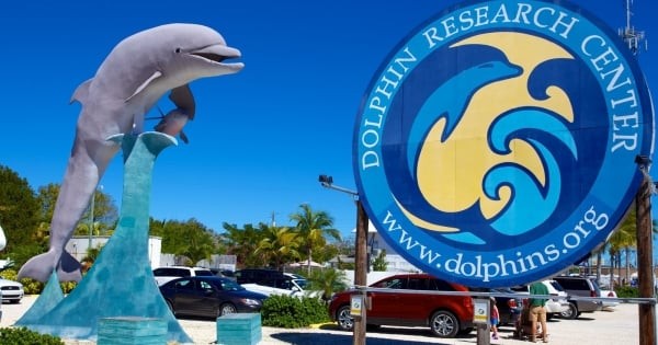 Large round sign for dolphin research center with a blue and yellow dolphin logo stands beside a tall dolphin statue; cars and palm trees are visible in the background under a clear blue sky.
