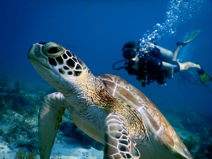 A close-up of a sea turtle swimming underwater with a scuba diver in the background, surrounded by blue ocean and marine plants.
