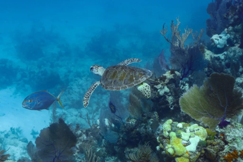A sea turtle swims near colorful coral reefs underwater, accompanied by a blue fish, with vibrant marine plants and clear blue ocean in the background.