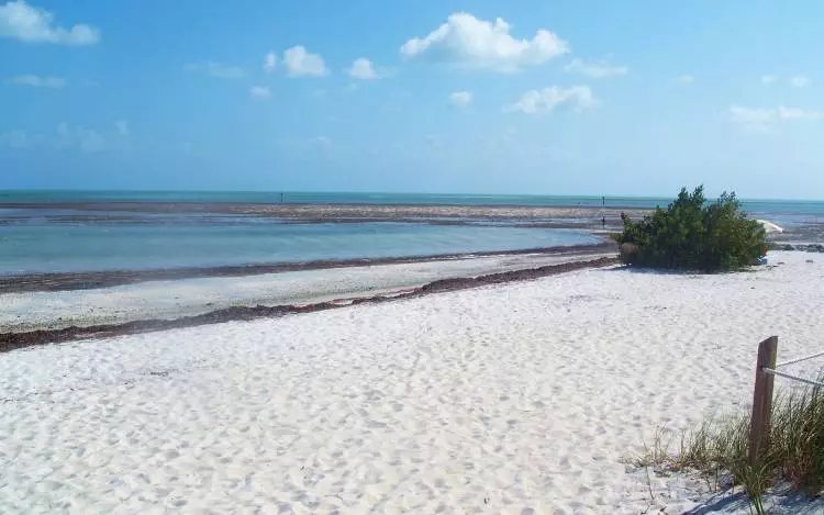 A sandy beach with patches of seaweed, calm shallow water, and a small group of green bushes under a bright blue sky with scattered clouds.