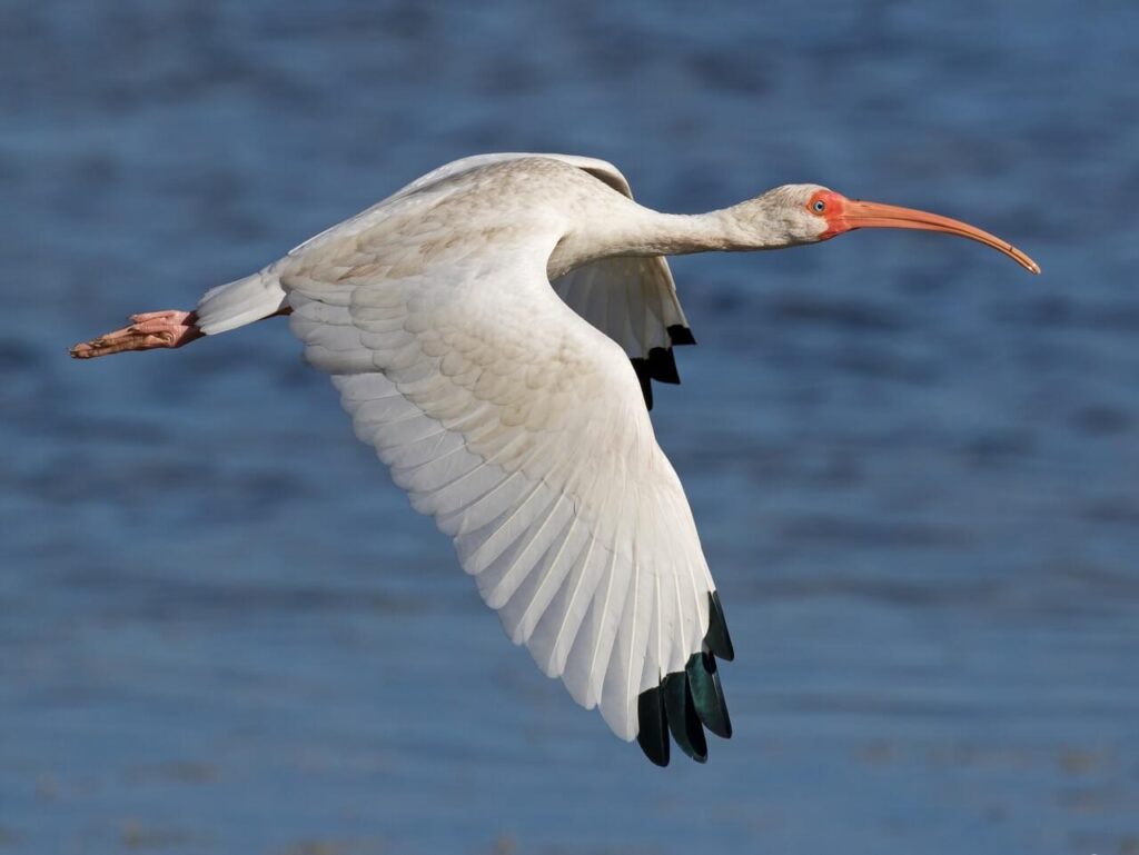 A white ibis with a long, curved orange bill flies over a blue body of water, its wings fully extended and black wingtips visible.
