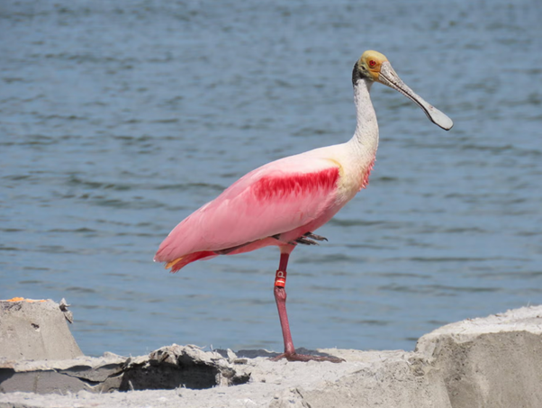 A pink roseate spoonbill with a long, flat bill stands on one leg on a concrete surface near water, with a blue body of water in the background.