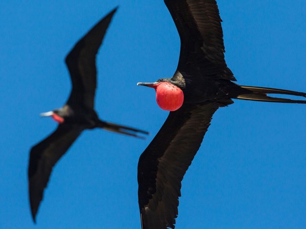 Two magnificent frigatebirds with black wings soar against a clear blue sky. The bird in the foreground displays a bright red throat pouch, while the one in the background is slightly out of focus.