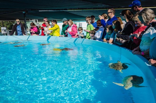 A group of people stands around a large outdoor aquarium, watching several sea turtles swimming in the clear blue water under a shaded canopy.