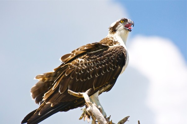 An osprey with brown and white feathers perches on a branch against a blue sky, its beak open as if calling or screeching.