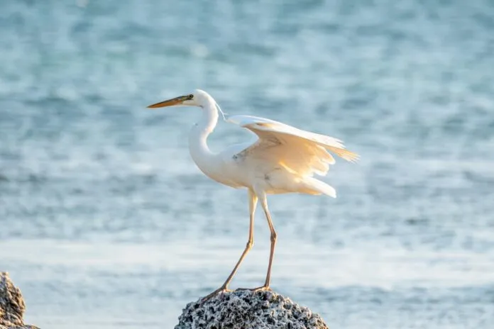 A white egret stands on a rock by the water with one wing slightly raised, illuminated by sunlight. The background shows a blurred, calm blue body of water.