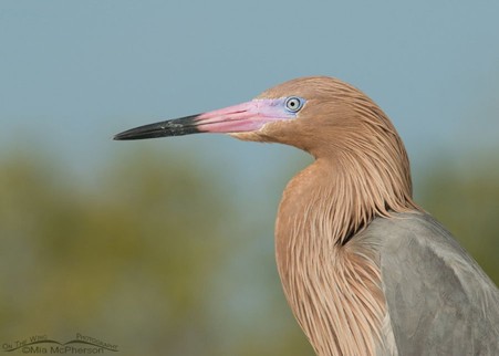 A close-up of a reddish egret with a pinkish bill and blue eyes, showing its reddish-brown head and neck against a blurred natural background.