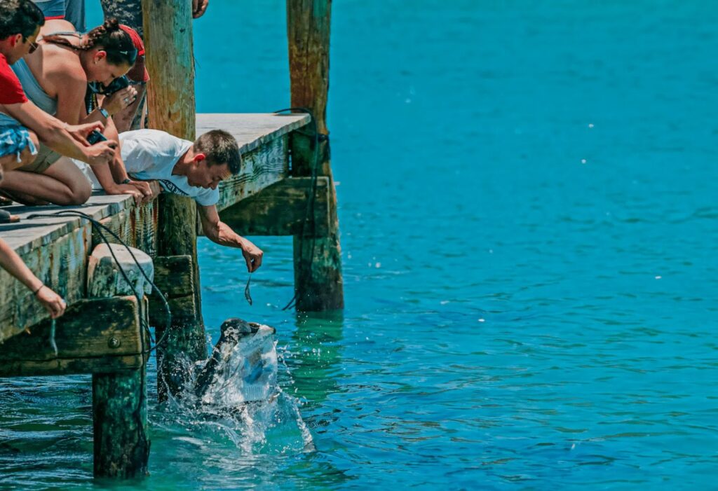 8 day trips from marathon fl you didn't know existed (2026) 10 People on a wooden dock lean over to feed a large fish leaping out of clear blue water, with one person holding food above the fish’s open mouth. The scene is bright and sunny.