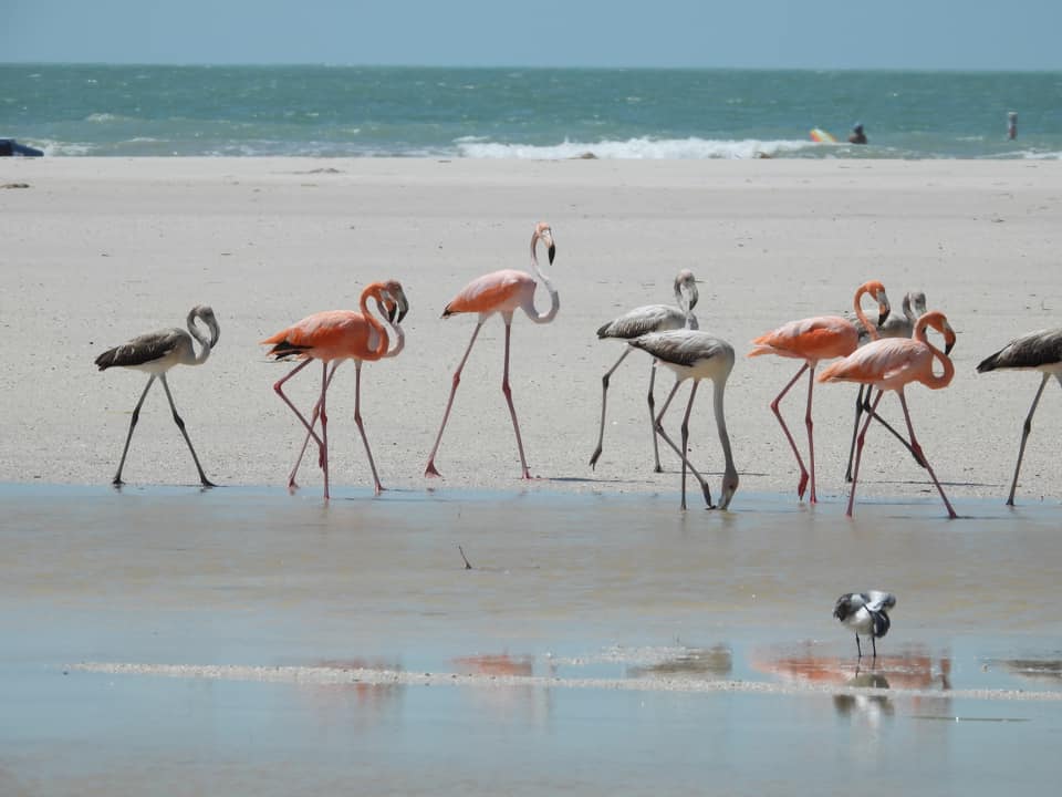 A group of flamingos, both pink adults and gray juveniles, wade in shallow water on a sandy beach with the ocean and distant people visible in the background.