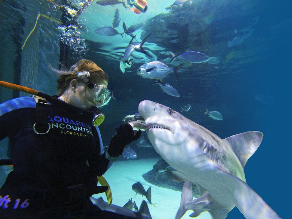 A scuba diver in a wetsuit interacts with a shark underwater, surrounded by various fish. The diver appears to be feeding or closely observing the shark in a controlled aquarium environment.