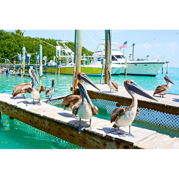 Several brown pelicans stand and walk on a wooden dock above turquoise water, with boats and lush green trees in the background on a sunny day.