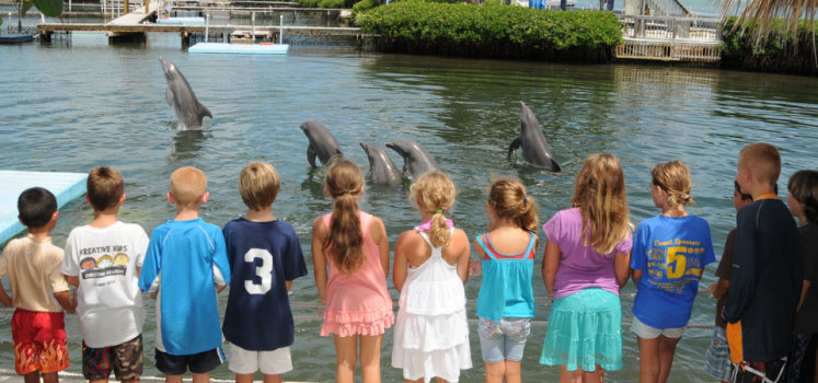 A group of children stands at the edge of a pool, watching several dolphins rise out of the water in a marine park or aquarium setting on a sunny day.