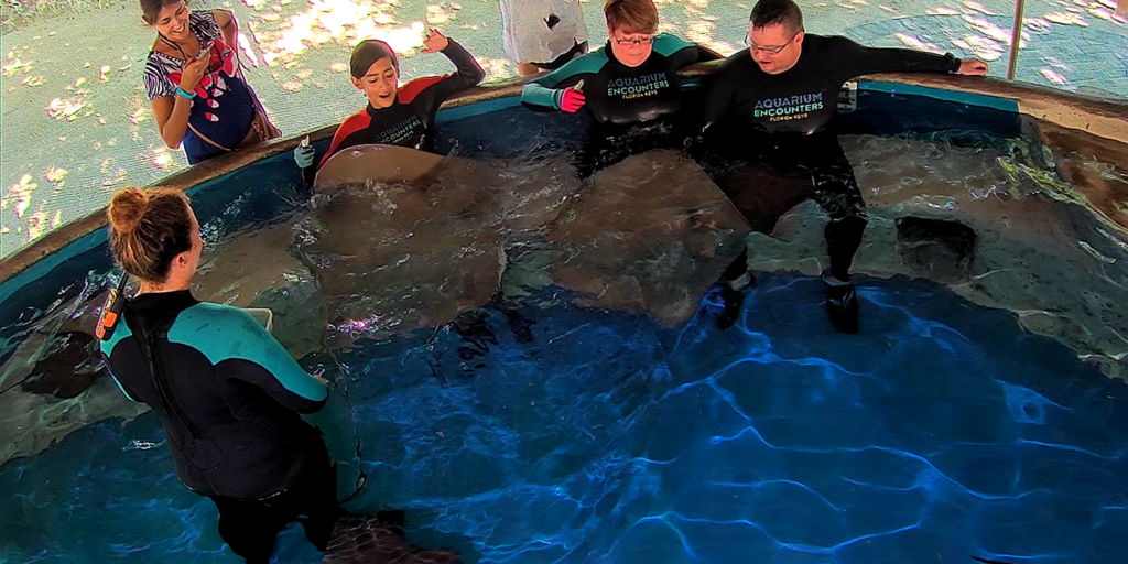 Four people in wetsuits sit on the edge of a shallow aquarium pool, interacting with stingrays, while a guide stands in the water and another person observes nearby. Sunlight filters through overhead netting.