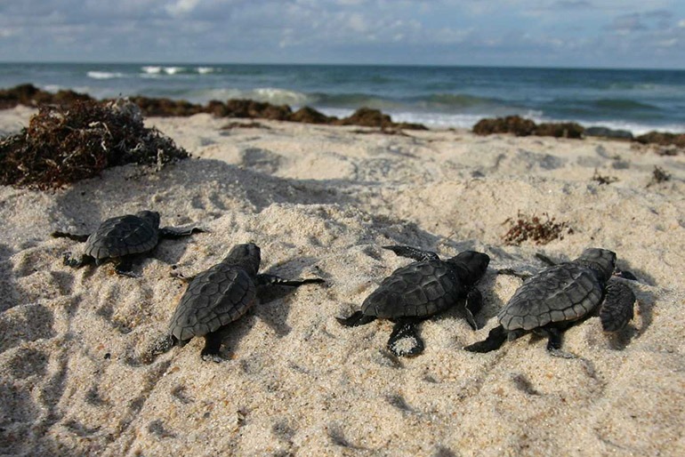 Five baby sea turtles crawl across sandy beach toward the ocean, with waves and seaweed visible in the background under a partly cloudy sky.