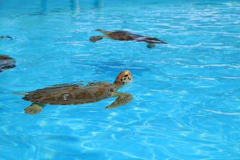 Two sea turtles swim in a clear blue pool, with ripples on the waters surface reflecting the sunlight.